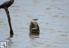 Wiesenstrandläufer (Least Sandpiper, Calidris minutilla)