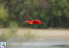 Scharlachsichler (Scarlet Ibis, Eudocimus ruber)