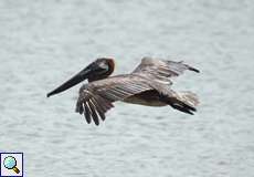 Braunpelikan (Brown Pelican, Pelecanus occidentalis)