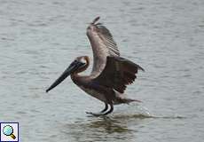 Braunpelikan (Brown Pelican, Pelecanus occidentalis)