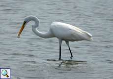 Silberreiher (Great Egret, Ardea alba)