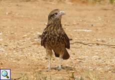 Jugendlicher Gelbkopfkarakara (Yellow-headed Caracara, Milvago chimachima)