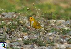 Safrangilbtangare (Saffron Finch, Sicalis flaveola flaveola)