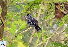 Männlicher Bindenameisenwürger (Barred Antshrike, Thamnophilus doliatus)