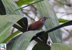 Rotrücken-Zaunkönig (Rufous-and-white Wren, Thryophilus rufalbus)