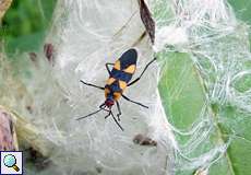 Oncopeltus sp. (Milkweed Bug)