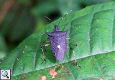 Proxys punctulatus (Black Stink Bug)