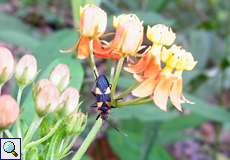 Oncopeltus sp. (Milkweed Bug)