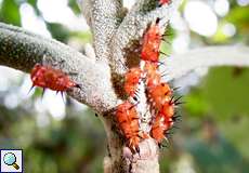 Antianthe expansa, Larven (Keeled Treehopper, larvae)