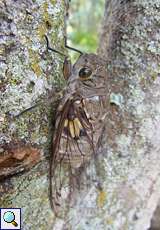 Quesada gigas (Giant Cicada)