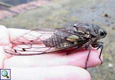 Quesada gigas (Giant Cicada)